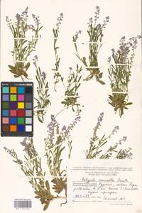 Истод горьковатый Crantz, Восточная Европа, Московская область и Москва (E4a) (Россия)