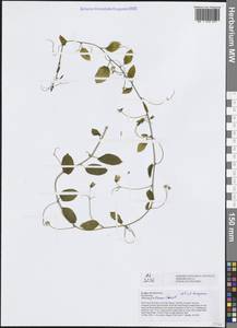 Adenia poilanei C.Cusset, Зарубежная Азия (ASIA) (Вьетнам)