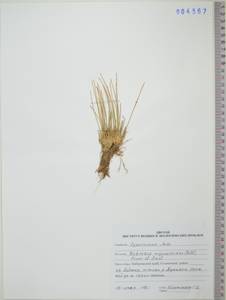 KHA4567, Carex myosuroides Vill., Сибирь, Дальний Восток (S6) (Россия)