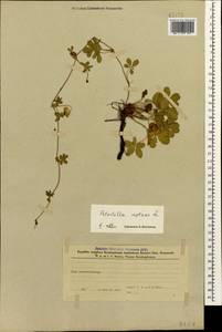 Лапчатка ползучая L., Кавказ, Азербайджан (K6) (Азербайджан)