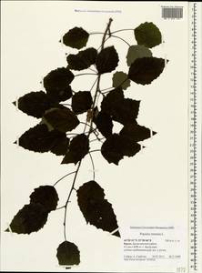 Тополь дрожащий, Осина L., Крым (KRYM) (Россия)