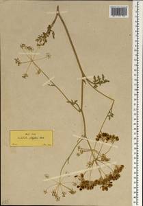 Leiotulus secacul subsp. secacul, Зарубежная Азия (ASIA) (Турция)