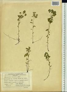 Молочай острый, Сибирь, Центральная Сибирь (S3) (Россия)