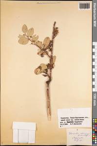 Кизильник черноплодный G.Lodd., Средняя Азия и Казахстан, Джунгарский Алатау и Тарбагатай (M5) (Казахстан)