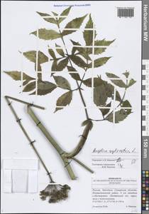 Дудник лесной L., Восточная Европа, Средневолжский район (E8) (Россия)