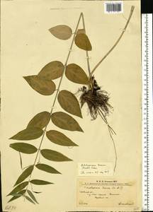 Ластовень ласточкин Medik., Восточная Европа, Западно-Украинский район (E13) (Украина)