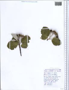 Aria graeca (Lodd. ex Spach) M. Roem., Кавказ, Краснодарский край и Адыгея (K1a) (Россия)