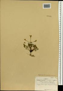 Фиалка скальная F.W.Schmidt, Монголия (MONG) (Монголия)