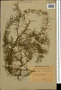 Спаржа мутовчатая L., Кавказ, Азербайджан (K6) (Азербайджан)