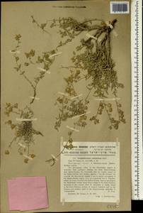 Helianthemum vesicarium Boiss., Зарубежная Азия (ASIA) (Израиль)
