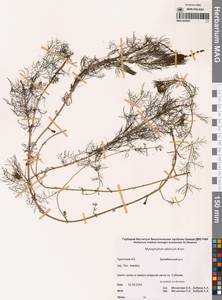 Уруть сибирская Kom., Сибирь, Чукотка и Камчатка (S7) (Россия)