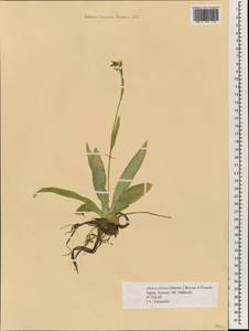 Aletris foliata (Maxim.) Makino & Nemoto, Зарубежная Азия (ASIA) (Япония)