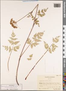 Conioselinum pteridophyllum (Franch.) Lavrova, Зарубежная Азия (ASIA) (КНР)