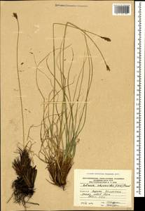 Carex deasyi (C.B.Clarke) O.Yano & S.R.Zhang, Кавказ, Южная Осетия (K4b) (Южная Осетия)