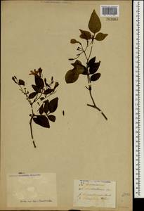 Jasminum humile var. humile, Зарубежная Азия (ASIA) (Неизвестно)