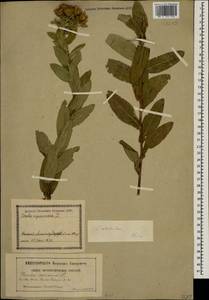 Pentanema asperum (Poir.) G.V.Boiko & Korniy., Кавказ, Грузия (K4) (Грузия)