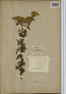 Тысячелистник бледно-желтый Ehrh., Ботанические сады и дендрарии (GARD) (Неизвестно)