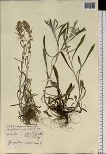 Сушеница лесная (L.) Sch. Bip. & F. W. Schultz, Восточная Европа, Западно-Украинский район (E13) (Украина)