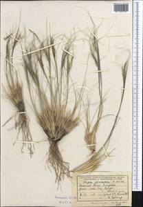 Ковыль галечный P.A.Smirn., Средняя Азия и Казахстан, Памир и Памиро-Алай (M2) (Таджикистан)