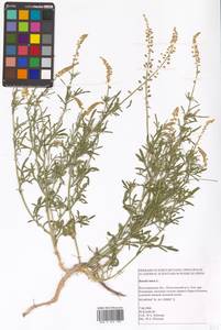 Резеда желтая L., Восточная Европа, Нижневолжский район (E9) (Россия)