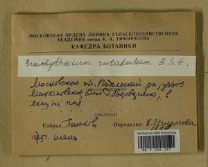 Brachythecium rutabulum (Hedw.) Schimp., Гербарий мохообразных, Мхи - Москва и Московская область (B6a) (Россия)