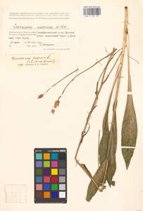 Pseudopodospermum hispanicum subsp. hispanicum, Восточная Европа, Нижневолжский район (E9) (Россия)