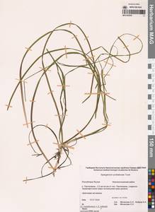 Sparganium × probatovae Tzvelev, Сибирь, Якутия (S5) (Россия)