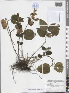 Зеленчук желтый (L.) L., Кавказ, Черноморское побережье (от Новороссийска до Адлера) (K3) (Россия)