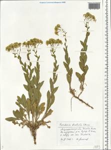 Клоповник крупковидный L., Восточная Европа, Нижневолжский район (E9) (Россия)