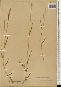 Паспалум двурядный L., Кавказ, Абхазия (K4a) (Абхазия)
