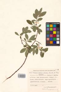 Salix krylovii × udensis, Сибирь, Чукотка и Камчатка (S7) (Россия)
