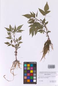 Череда олиственная, Череда многолистная L., Восточная Европа, Московская область и Москва (E4a) (Россия)