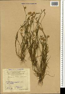 Мортук пшеничный (Gaertn.) Nevski, Кавказ, Азербайджан (K6) (Азербайджан)