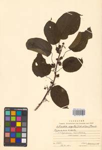 Актинидия Джиральди (Diels) Vorosch., Сибирь, Дальний Восток (S6) (Россия)