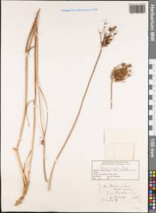Daucus crinitus Desf., Африка (AFR) (Марокко)