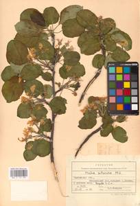 Яблоня лесная Mill., Восточная Европа, Центральный лесостепной район (E6) (Россия)