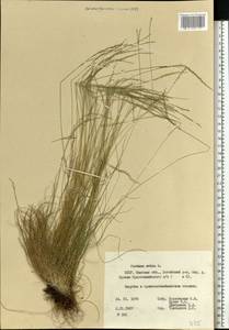Овсяница овечья L., Восточная Европа, Белоруссия (E3a) (Белоруссия)