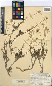 Richteria brachanthemoides (Kamelin & Lazkov) Sennikov, Средняя Азия и Казахстан, Западный Тянь-Шань и Каратау (M3) (Киргизия)