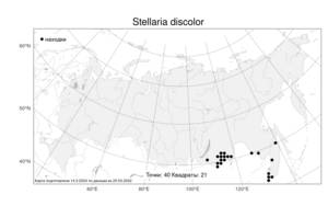 Stellaria discolor, Звездчатка двуцветная Turcz., Атлас флоры России (FLORUS) (Россия)