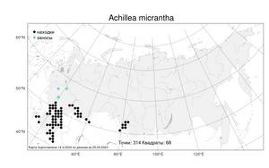 Achillea micrantha, Тысячелистник мелкоцветковый Willd., Атлас флоры России (FLORUS) (Россия)