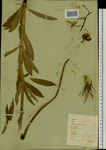 Лилия кудреватая Freyn, Сибирь, Западная Сибирь (S1) (Россия)