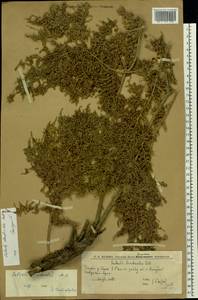 Caroxylon dendroides (Pall.) Tzvelev, Восточная Европа, Нижневолжский район (E9) (Россия)