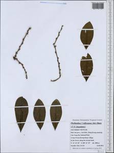 Phyllanthus ridleyanus Airy Shaw, Зарубежная Азия (ASIA) (Вьетнам)