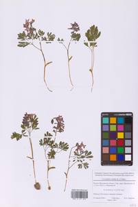 Хохлатка плотная (L.) Clairv., Восточная Европа, Московская область и Москва (E4a) (Россия)