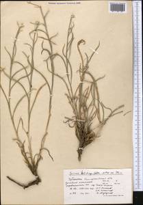 Jurinea helichrysifolia Popov ex Iljin, Средняя Азия и Казахстан, Памир и Памиро-Алай (M2) (Узбекистан)