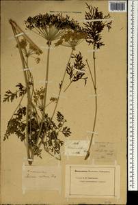 Pteroselinum austriacum (Jacq.) Rchb., Зарубежная Азия (ASIA) (Неизвестно)