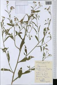 Ethulia gracilis Delile, Африка (AFR) (Эфиопия)