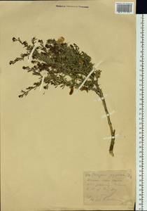 Карагана карликовая (L.) DC., Сибирь, Западный (Казахстанский) Алтай (S2a) (Казахстан)