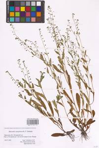 MHA 0 153 115, Myosotis laxa subsp. laxa, Восточная Европа, Западный район (E3) (Россия)
