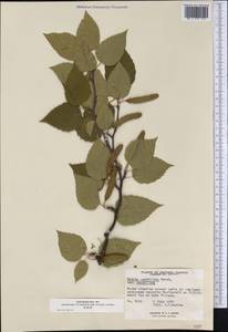 Betula papyrifera Marshall, Америка (AMER) (Канада)